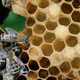 Illustration for article titled Mechanics find bee colony in engine